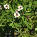 Fogfruit (Phyla lanceolata) in a field in Oklahoma.