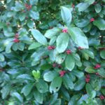 Frangula caroliniana in a deciduous forest in Oklahoma. Red berries.