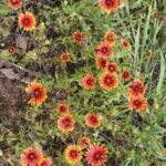 Gaillardia pulchella, a composite flower with red and yellow ray florets. Oklahoma state flower.