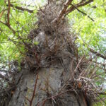 Gleditsia triacanthos (honey locust) with thorns in a forest in Oklahoma.