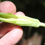 Green dragon (Arisaema dracontium) inflorescence, with rows of flowers inside of a bract, from a deciduous forest in Oklahoma.
