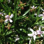 Justicia americana in a drainage ditch in Oklahoma. White flowers.
