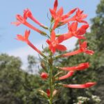 Ipomopsis aggregata in a field in Oklahoma. Photo incorrectly labeled Lobelia. Brilliant scarlet tubular flowers.