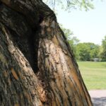 The bark of bois-d'arc, or osage orange (Maclura pomifera) often has a yellow or orange color. Oklahoma.