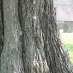 Maclura pomifera (osage orange, bois-d'arc), here at Fort Washita State Park in Oklahoma, often has multiple trunks. This may occur because the trees sprout from entire fruits, with multiple seeds, rather than from seeds dispersed by intestines of large mammals that are now extinct.