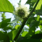 The young fruits of Maclura pomifera (Osage orange, bois-d'arc) bristle with stigmas that catch pollen from males. It is probably wind-pollinated, and the big stigmas help compensate for less wind inside the canopy, after the leaves have emerged.
