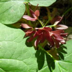 Oklahoma Matalea (milkweed family) in a deciduous forest in northeastern Oklahoma. Dark red flowers.