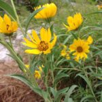 Maximilian sunflower (Helianthus maximiliani) in a remnant prairie on an Oklahoma roadside. The leaves allow it to be distinguished from other sunflowers.
