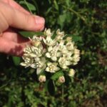Milkvine (Cynanchum laeve) in Oklahoma. The milky sap has a disagreeable fragrance. Unlike Matalea, Cynanchum is abundant.