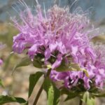 Beebalm (genus Monarda) along a trail in Oklahoma.