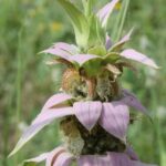Monarda citriodora (lemon beebalm) along a trail in Oklahoma.