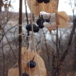 Menispermum canadense (moonseed) in a deciduous forest in Oklahoma in autumn.