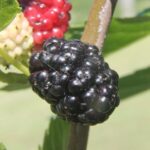 Fruits of Morus alba, the white mulberry, an Asian species now widespread in Oklahoma. Despite the name, the fruits can be white, red, or black. Mulberries have separate male (fruitless) and female trees.