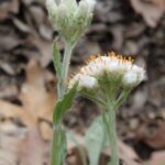 Mr. and Mrs. Pussytoes from a forest floor in Oklahoma. Antennaria parlinii has separate male (with stamens) and female (without) plants.