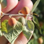 Netleaf hackberry (Celtis reticulata) from a dry forest in Oklahoma.