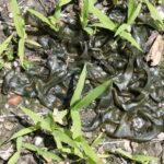 A mat of the cyanobacteria Nostoc commune on bare ground in Oklahoma. It is sometimes called "star snot" because people used to think it came from meteorites.
