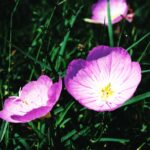 Oenothera (evening primrose) flowers from a roadside in Oklahoma.