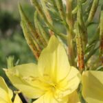 Oenothera rhombipetala flowers from a field in Oklahoma.