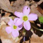 Oxalis violacea on a forest floor in eastern Oklahoma.
