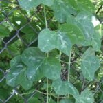 Leaves of a passionflower (Passiflora) vine in Oklahoma are variegated. In other species of passionflower, leaf splotches trick butterflies into thinking the leaves already have insect eggs on them.