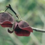Flowers of pawpaw (Asimina triloba) in a garden in Oklahoma.