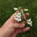 Penstemon pallida in a field in Oklahoma. White flower.