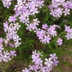 Phlox on an Oklahoma roadside in spring. Pink flowers.