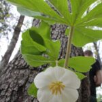 Spring flowers of mayapple (Podophyllum peltatum) face the ground. Big white flower.