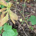 Ripe fruits of mayapple (Podophyllum peltatum) in a forest in southern Oklahoma. The fruits, which ripen when the leaves senesce, are the only edible part of the plant.