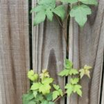 Poison ivy growing through somebody's fence in Tulsa, Oklahoma.