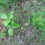 Poison ivy (Toxicodendron radicans, left) and aromatic sumac (Rhus aromatica, right) grow in the same habitats side by side, here in southern Oklahoma. Poison ivy leaves have a stalk on the middle leaflet, the sumac does not.