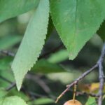 The wild (and very edible) plum Prunus americana in a forest in northern Oklahoma.