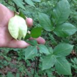 Fruit of Ptelea trifoliata in a forest in Oklahoma.