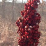 Red fruits of Rhus glabra (smooth sumac) in Oklahoma.