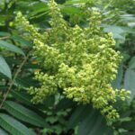 Smooth sumac (Rhus glabra) in bloom in Oklahoma.