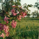 Robinia hispida, a prickly shrub in Oklahoma. Pink flowers.
