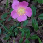 Rosa arkansa, a wild rose in Oklahoma.