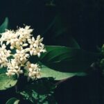 Rough dogwood (Cornus nuttallii) in a forest in Oklahoma. Unlike many other dogwood species, this one has no large flowerlike bracts.