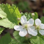 Wild blackberry (genus Rubus) in a field in Oklahoma. White flowers.