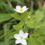 A rue anemone (genus Thalictrum) in Oklahoma. White flower.