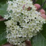 Flowers of rusty blackhaw (Viburnum rufidulum) in a forest in eastern Oklahoma. What appear to be petals are sepals.