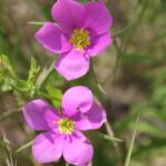 Sabatia campestris (rose gentian) in a field in Oklahoma. Pink flowers.