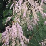 Flowers of saltcedar (genus Tamarix) in Oklahoma. Small pink flowers.