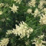 Soapberry (Sapindus drummondii) flowers in a dry forest in Oklahoma.