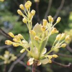 Sassafras flowers (Sassafras albidum) in a deciduous forest in southeastern Oklahoma.