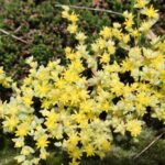 This Sedum is a succulent plant that grows on granite rocks in southern Oklahoma. Yellow flowers.