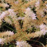 This Sedum pulchellum is a succulent plant that grows on granite rocks in southern Oklahoma. Pink flowers.