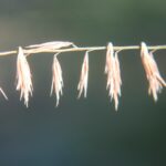 Side-oats grama (Bouteloua curtipendula), here in a grassland in Oklahoma, produce flowers and fruits on just one side of the flowering stalk.