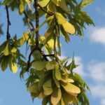 Silver maples (Acer saccharinum) live in floodplains and produce their samara ("helicopter") fruits in late spring. Oklahoma.