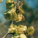 Green fruits of slippery elm (Ulmus rubra). It is distinguished from American elm because the fruits have no hairs.